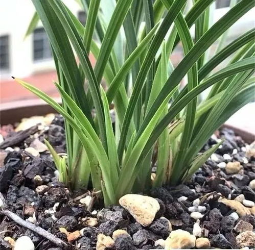 兰花种植，如何让新买的花卉快速生根