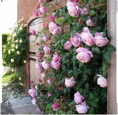 月季花香，哪种蕞迷人？