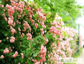 常春藤是植物还是什么？