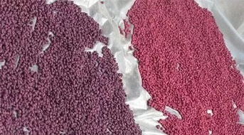 丹参种子特性， 直接播种发芽率低