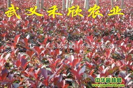 红叶石楠穴盘育苗，基质与穴盘搭配大揭秘！