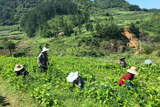 揭秘广西茶油苗种植基地：贵州茶油源头直供联系方式大公开！