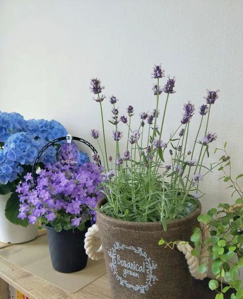 驱蚊植物养哪种？驱蚊效果最佳