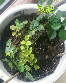 解决方法大放送