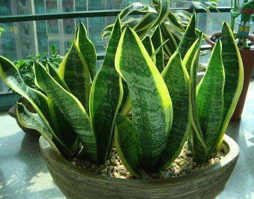 沙土闷养法， 懒人植物的魔法