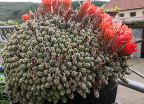 “热门种子繁殖花卉盘点，植物种子繁殖大全”