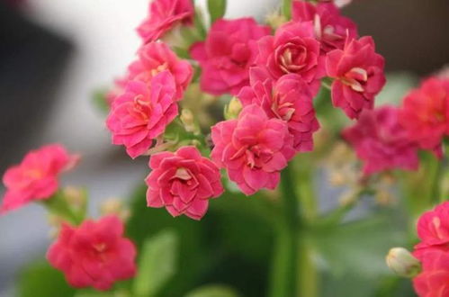 蕞爱的四款藤本月季，花开如瀑布，新手养护也轻松！