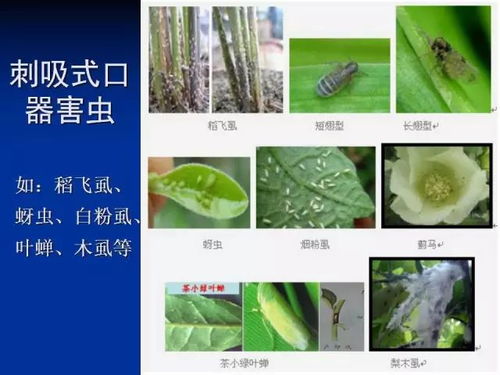 杀虫剂