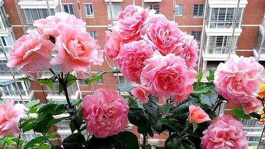 色彩盛宴的盛宴