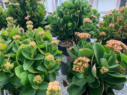 金虎大花盆的种植宝典