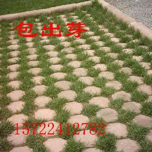 一串串的筋骨草， 美得不要不要的