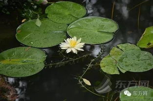阳光、 空气，莲莲的健康保障