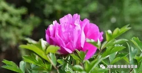 当归花卉：调经补血，养颜美容，花卉养护指南