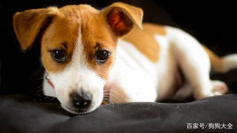 狗狗误食杀虫剂轻微中毒，如何进行紧急急救处理以避免严重后果？