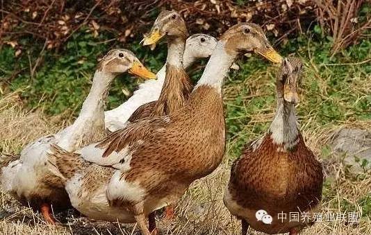 防范鸭疫法氏囊隐性感染风险