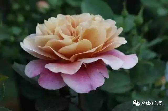 公牛的眼睛月季的优点