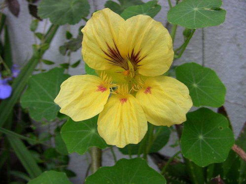 金莲花一年开花周期及繁殖技巧揭秘：畜牧领域的实用知识