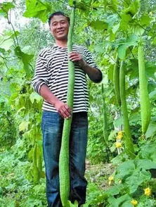 杭州大爷种出超长丝瓜，比人还高