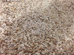 催芽处理， 提高发芽率