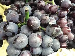 葡萄上的“白霜”是啥？