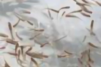 无土泥鳅养殖一亩下多少苗？需考虑养殖技术、环境等因素