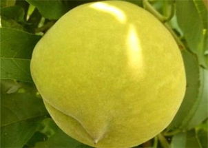 金铃子种植的最佳时间和具体种植方法是怎样的