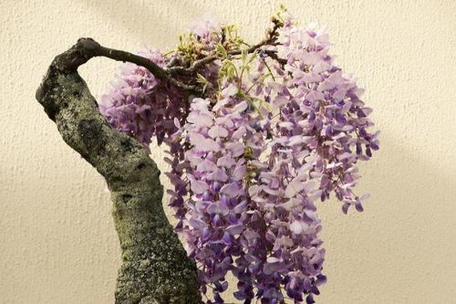 修剪紫藤，枝繁叶茂