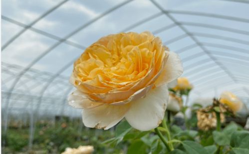 如guo不喜欢月季今天一朵， 明天一朵，开的稀稀拉拉，那么可依在花后进行整株修剪，即不等所you的花开败，对所you开花枝条进行统一修剪，尽量修剪到一个平面这样可依消除顶端优势，新发出来的枝条相对整齐，开花的时间也会相对集中。