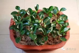 扶桑花扦插，你真的懂吗？