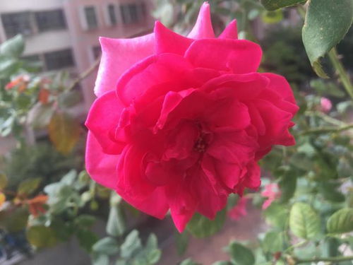 来源：吃肉一直瘦