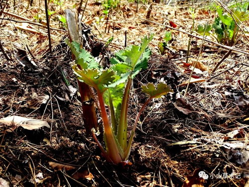 全国种植博落回有多少亩？这种冷门药材为何突然成为热门？