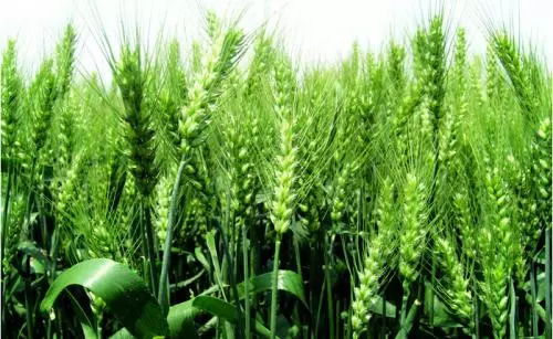 问题解答：苯醚甲环唑Neng和杀虫剂一起用吗？