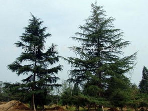 guan与7米高雪松的价格揭秘