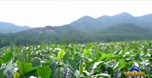 揭秘：最适合采摘的茶油季节，让你的茶叶更香更美！