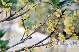 蓝桉的花语“悄然绽放的美丽之语”中