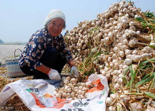 南方多雨易涝，野外种草大挑战！