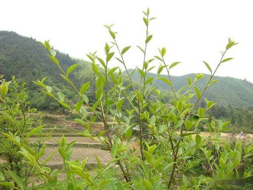 三大优势拍桌子