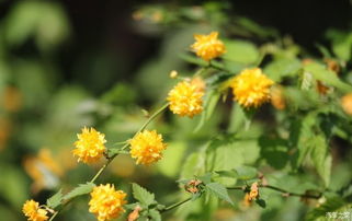 棣棠花年年开，秘诀在这里