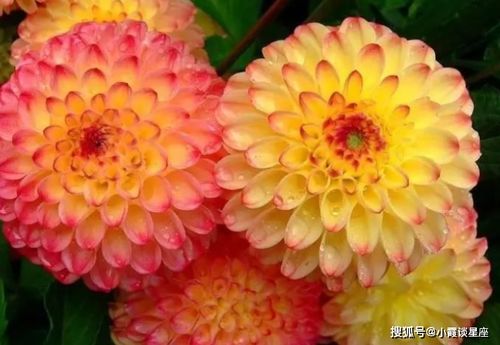 大丽花的基本信息