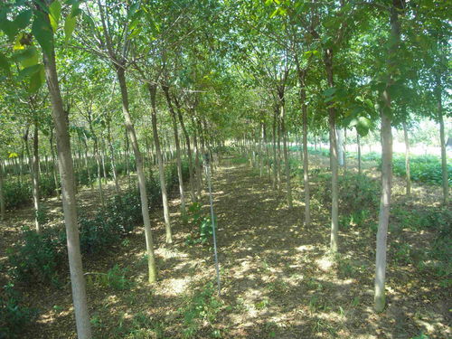 耐旱耐寒的“硬汉”