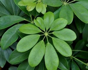“燕麦：单子叶植物，花界新宠！”