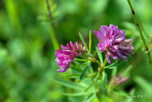 兔儿尾苗的药用价值