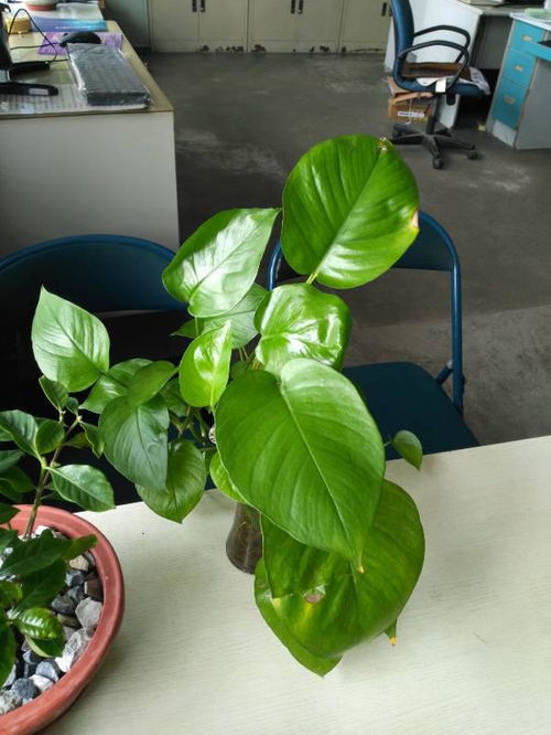 绿萝品种大集合