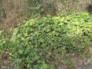 四、生长习性有特点