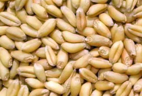 过量使用乙烯利的危害