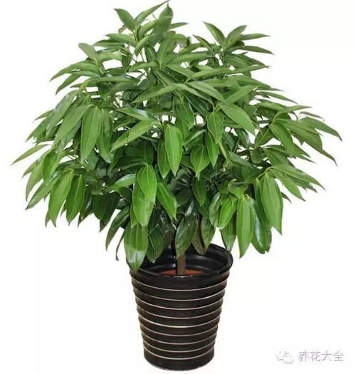 客厅平安树，放在哪里最旺财