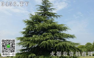 雪松种植密度揭秘：如何让它们茁壮成长又不过于拥挤？