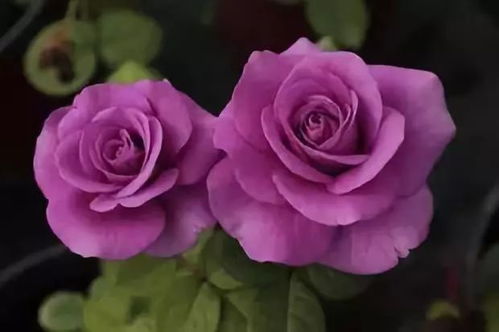 封闭式阳台种植的月季品种与开放式阳台种植的月季品种