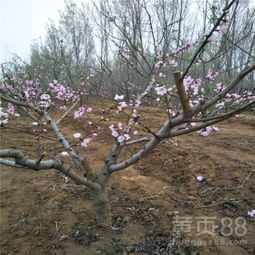 夏满丰：桃中之王，美誉传颂