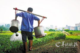 无农药蔬菜， 健康生活的小秘密